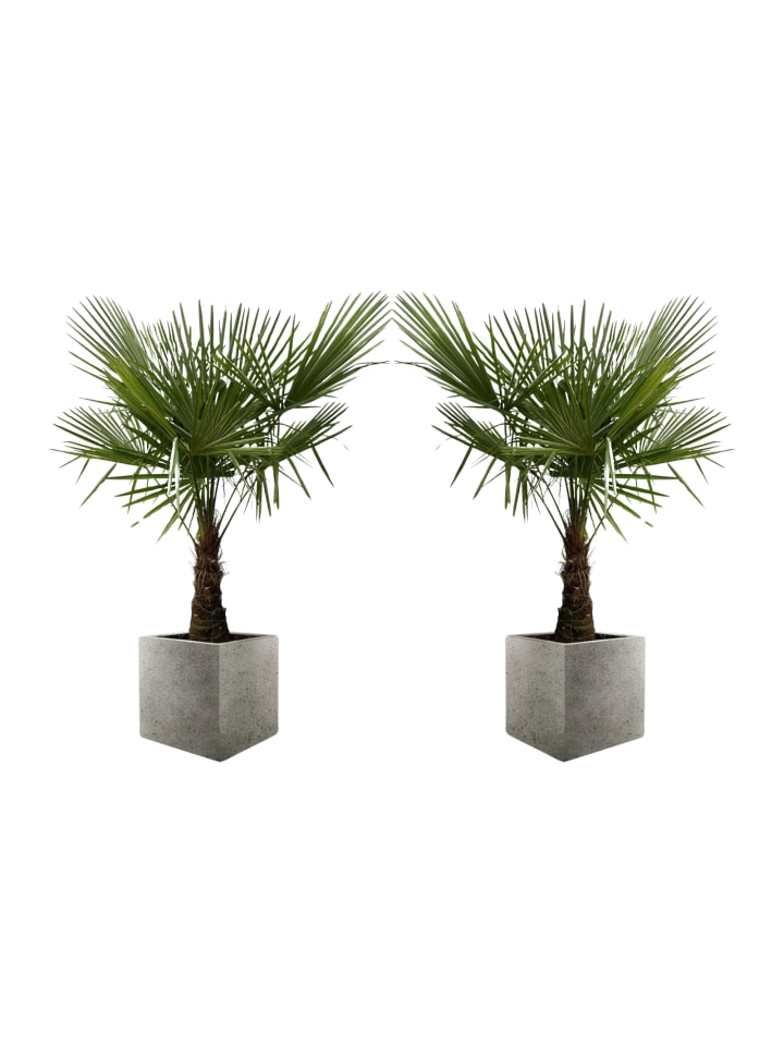 OH2 2er-Set: Trachycarpus fortunei Groß in Grün günstig kaufen onesize