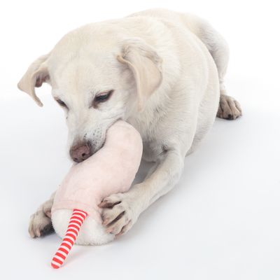 Hundespielzeug Squeaky Drink