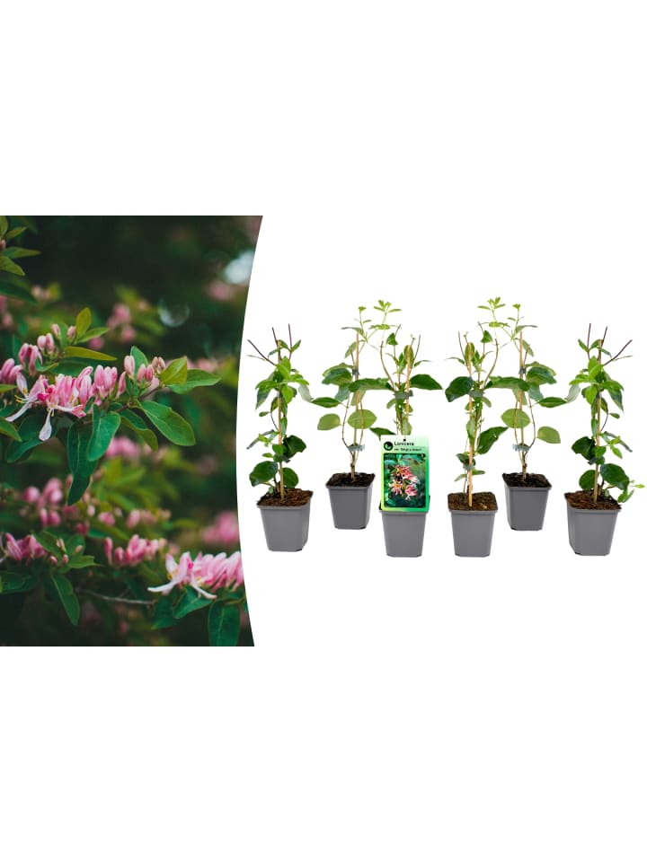 OH2 6er-Set: Lonicera periclymenum in Bunt günstig kaufen onesize