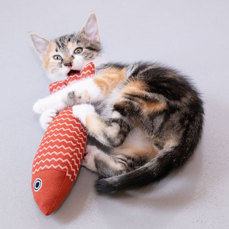 Modern Living Katzenspielzeug Cadaques Fisch