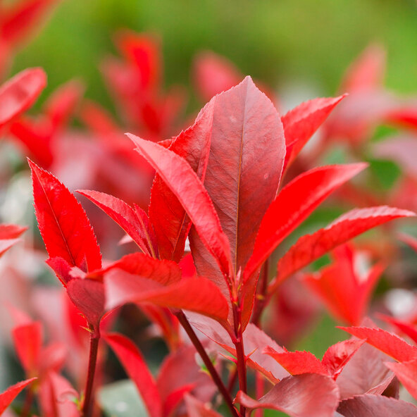Photinia Red Robin, 200–220 cm