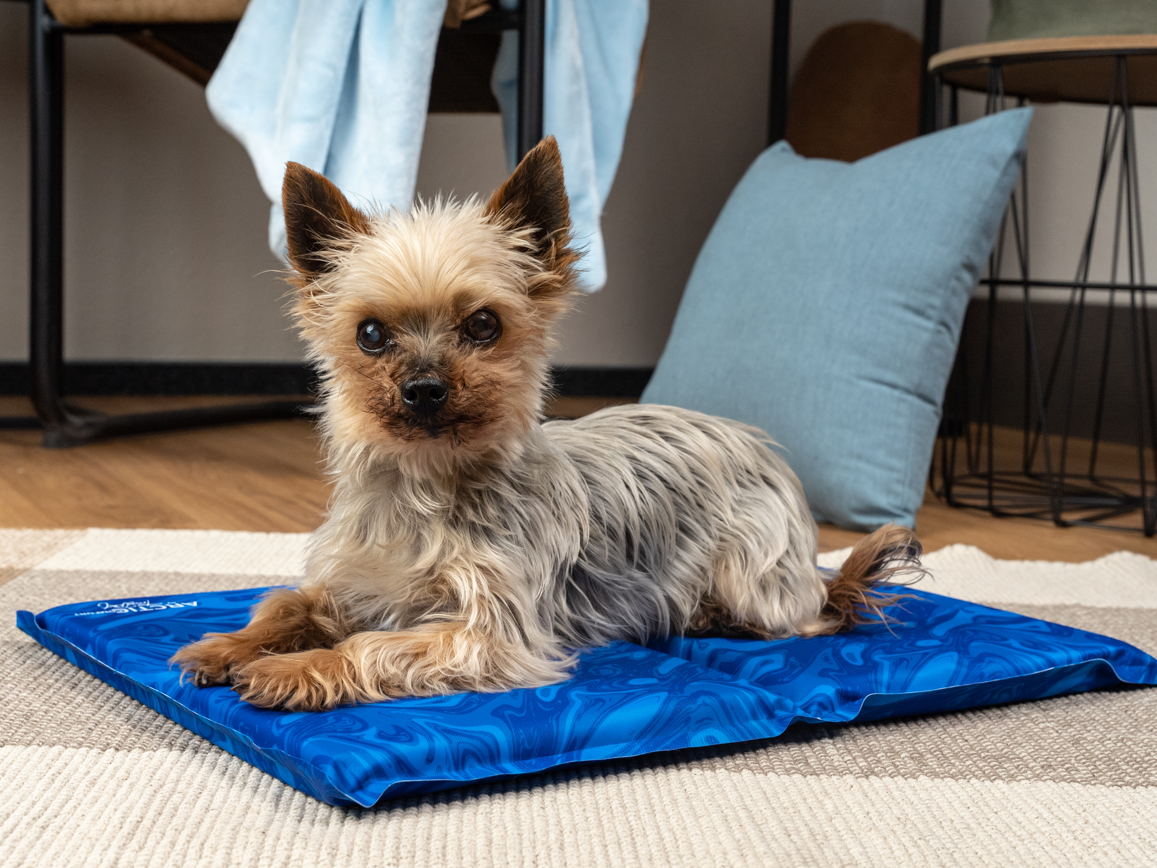 TrendPet Hundematten TrendPet Arctic Comfort 20 mm premium Kühlmatte blau XS