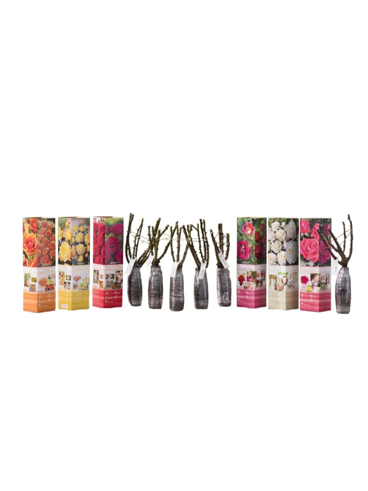 OH2 6er-Set: Grossblütige Rosen in Bunt günstig kaufen onesize