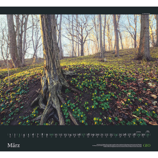 GEO KALENDER: SEHNSUCHT WALD 2024 - WAND-KALENDER - Kalender