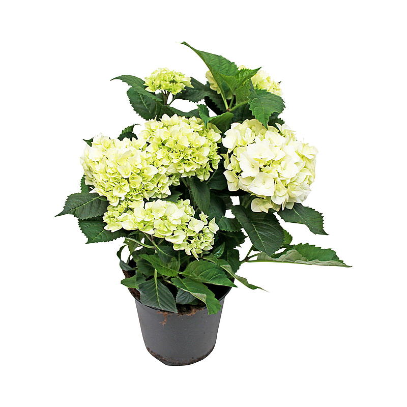 Hagehortensia P21, hydrangea macrophylla