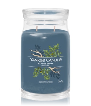 Yankee Candle Bayside Cedar Duftkerze-368 g