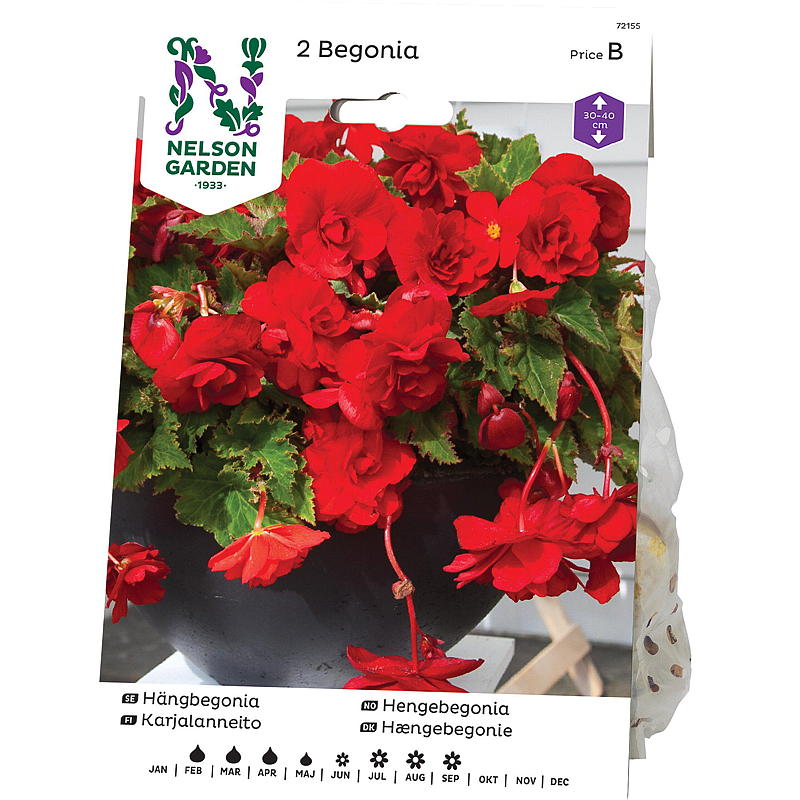 Nelson garden Begonia Henge-, pendula, rød