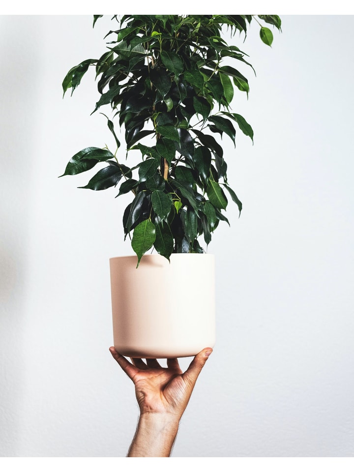 OH2 3er-Set: Feigen Ficus Weeping in Grün günstig kaufen onesize