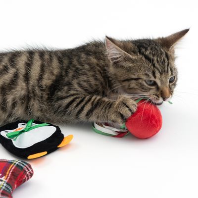 TIAKI Katzenspielzeug-Set Pinguin