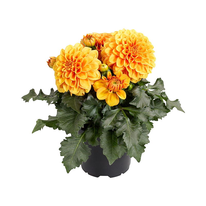 Sommergeorgine P19 Dahlia, mix