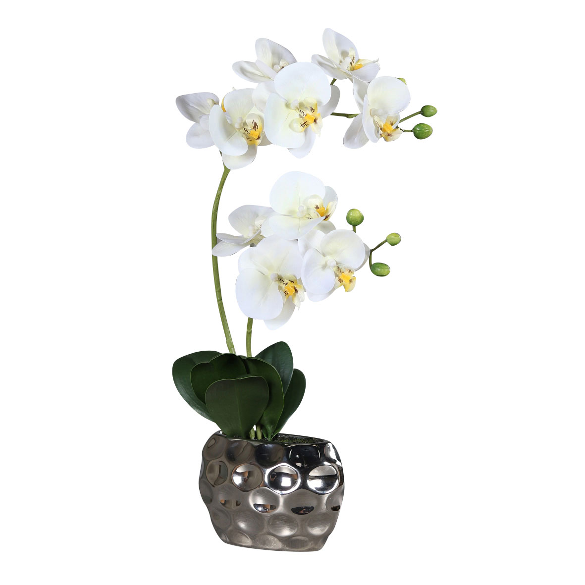 DPIOrchidee