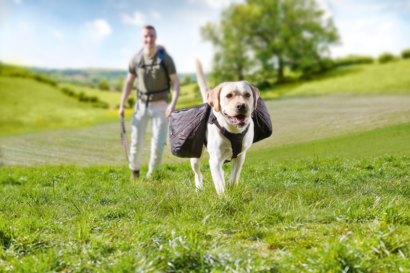 Dogs Creek Hundegeschirre Dogs Creek Geschirr + Rucksack Travel L