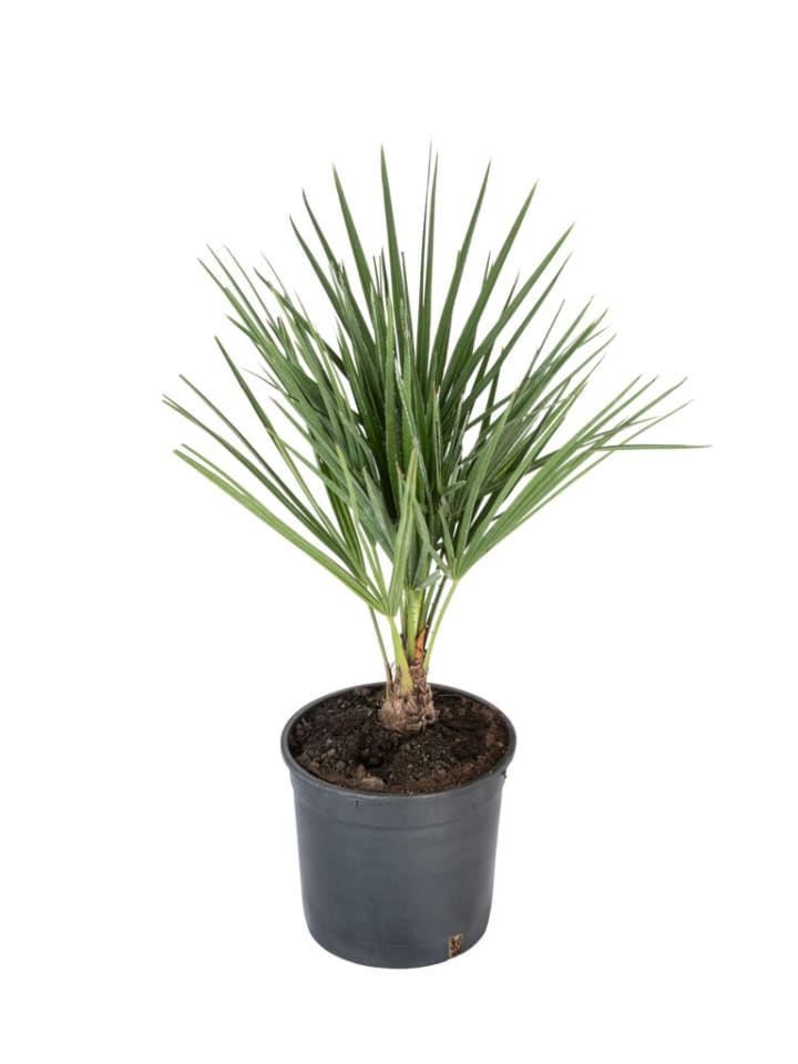 OH2 Chamaerops humilis Mittel in Grün günstig kaufen onesize