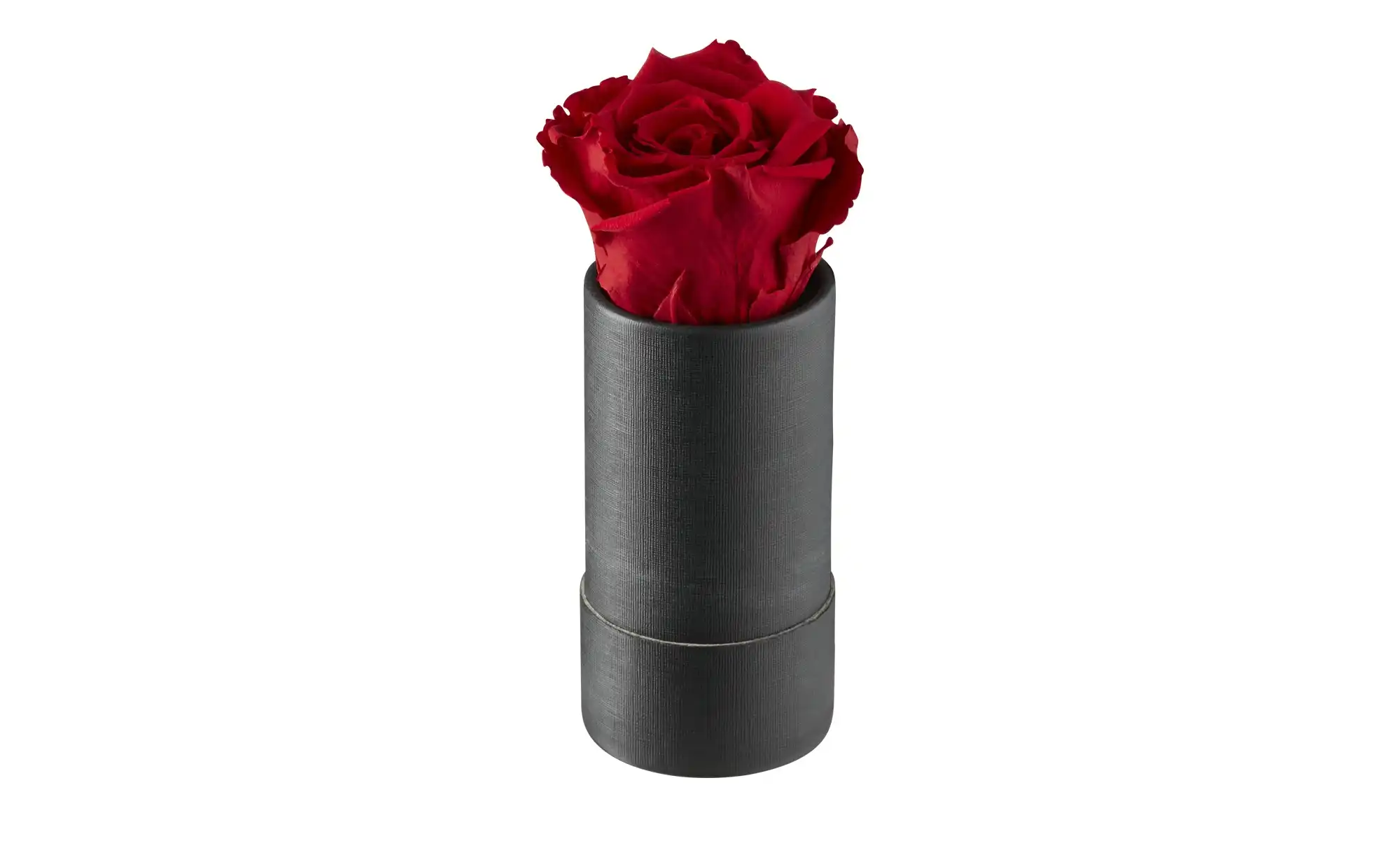 Infinity Rose My Flowers