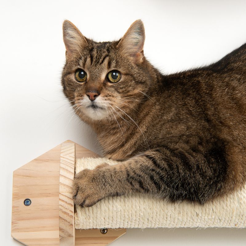 Modern Living Kratzmöbel - Katzen Parkour zur Wandmontage | bitiba