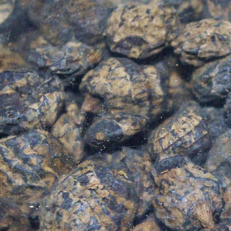 Graines sèches carpe active baits juodasis tigras