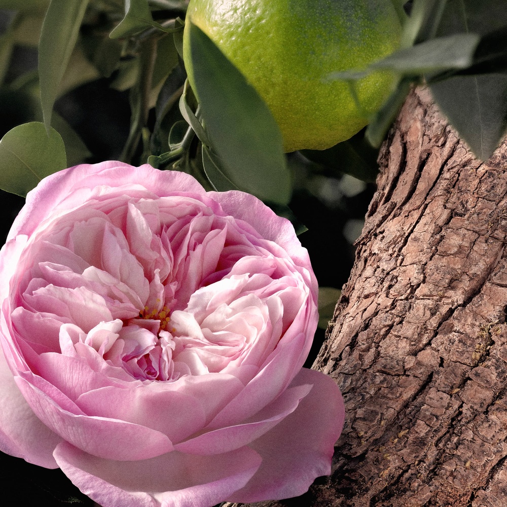 Chloé Rose Naturelle Intense Eau de Parfum