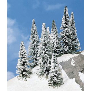 Schneetannen 7-12 cm (8 Stk.)