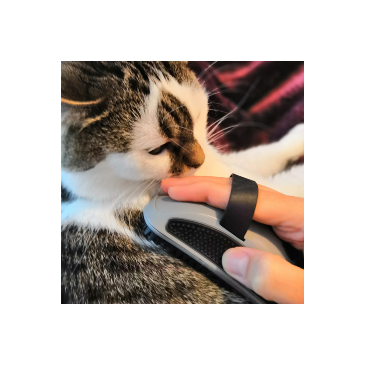 FURminator Striegel für Hunde & Katzen kaufen