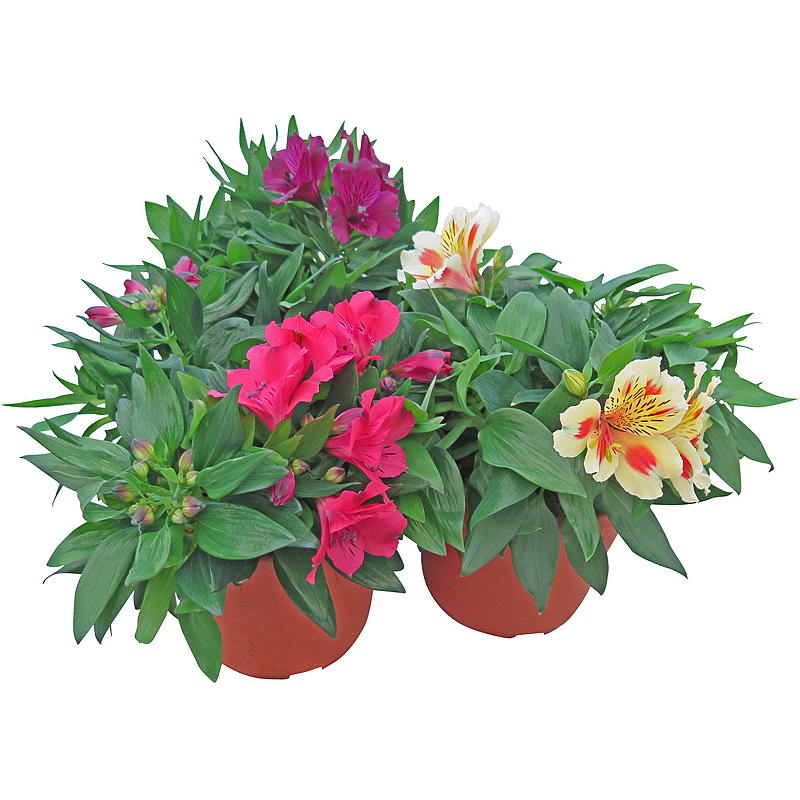 Alstromeria P19