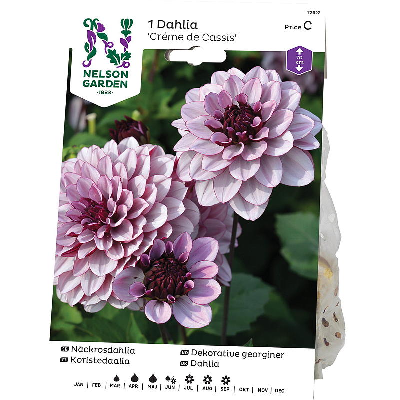 Nelson garden Georgine Lav dek. Creme de Cassis
