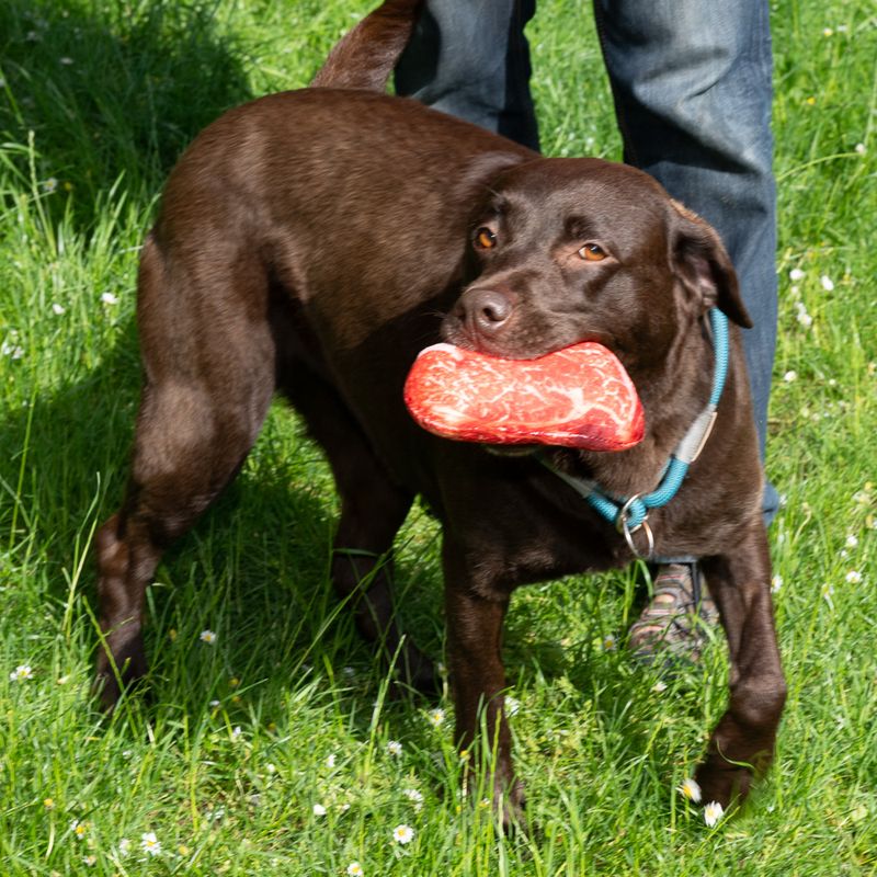 TIAKI Hundespielzeug Steak zu TOP-Preisen