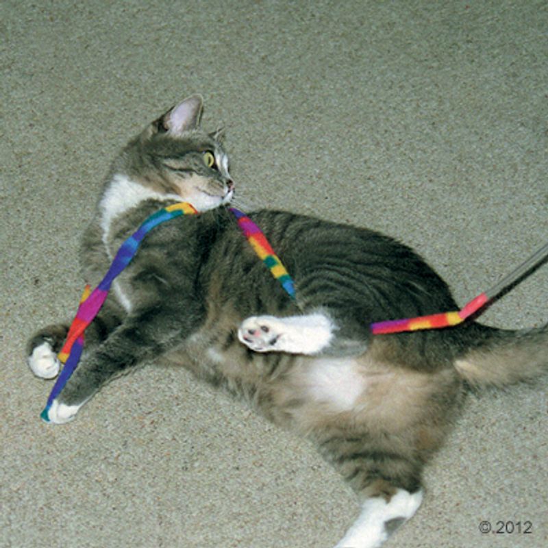 Katzenangel Cat Charmer zu TOP-Preisen