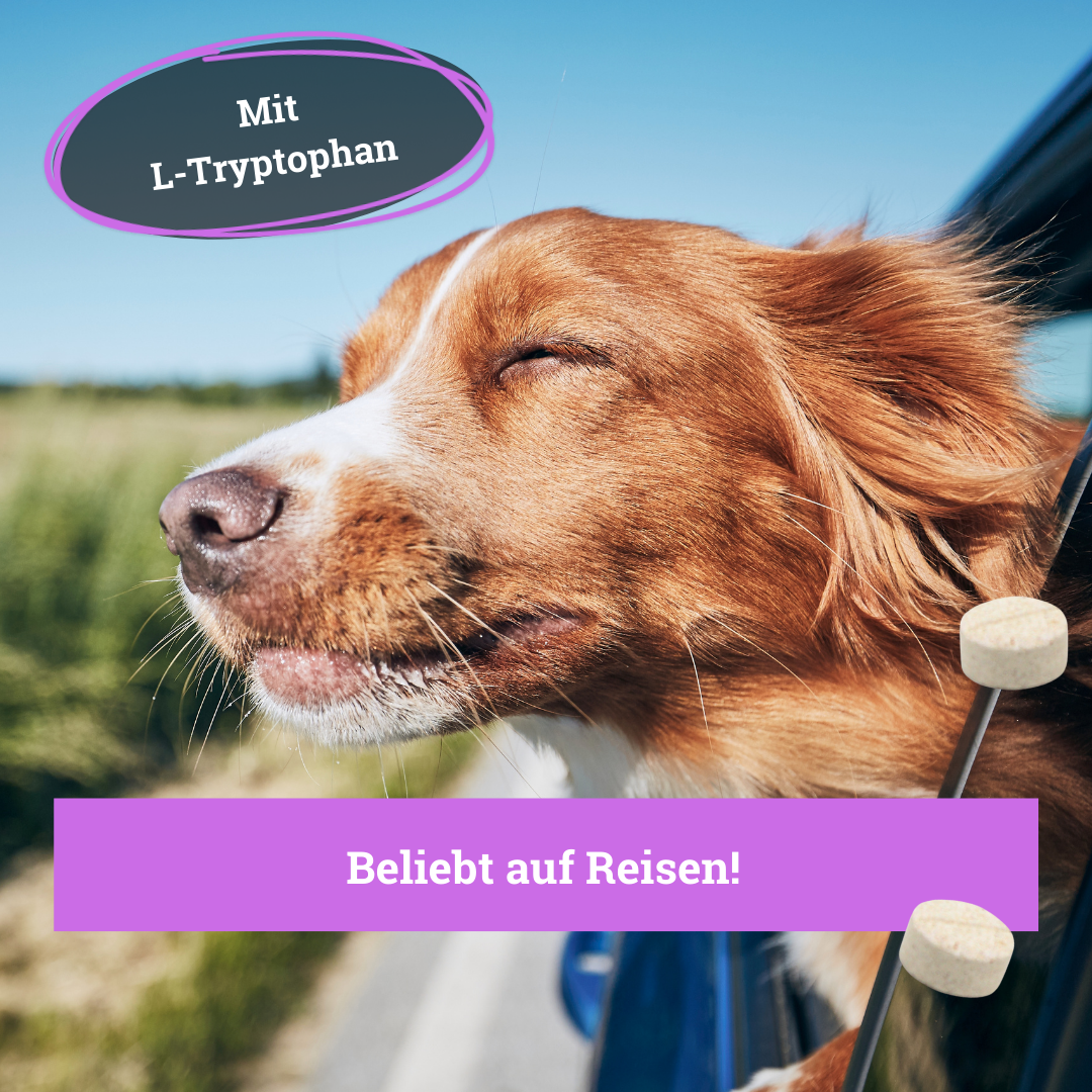 BeG Buddy Beruhigungsmittel BeG Buddy Coolness Sparset für Hunde