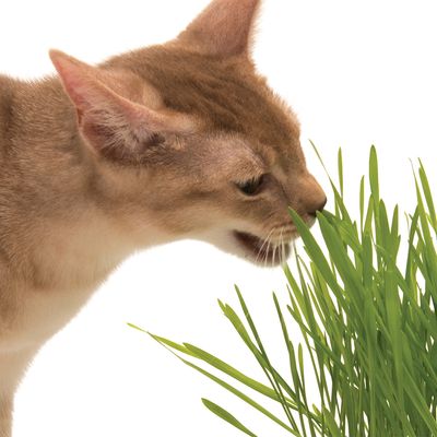 Catit Senses 2.0 Grastopf