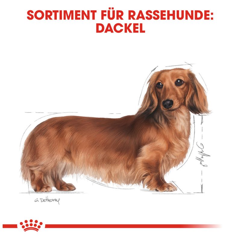 Royal Canin Dachshund Adult zu TOP-Preisen