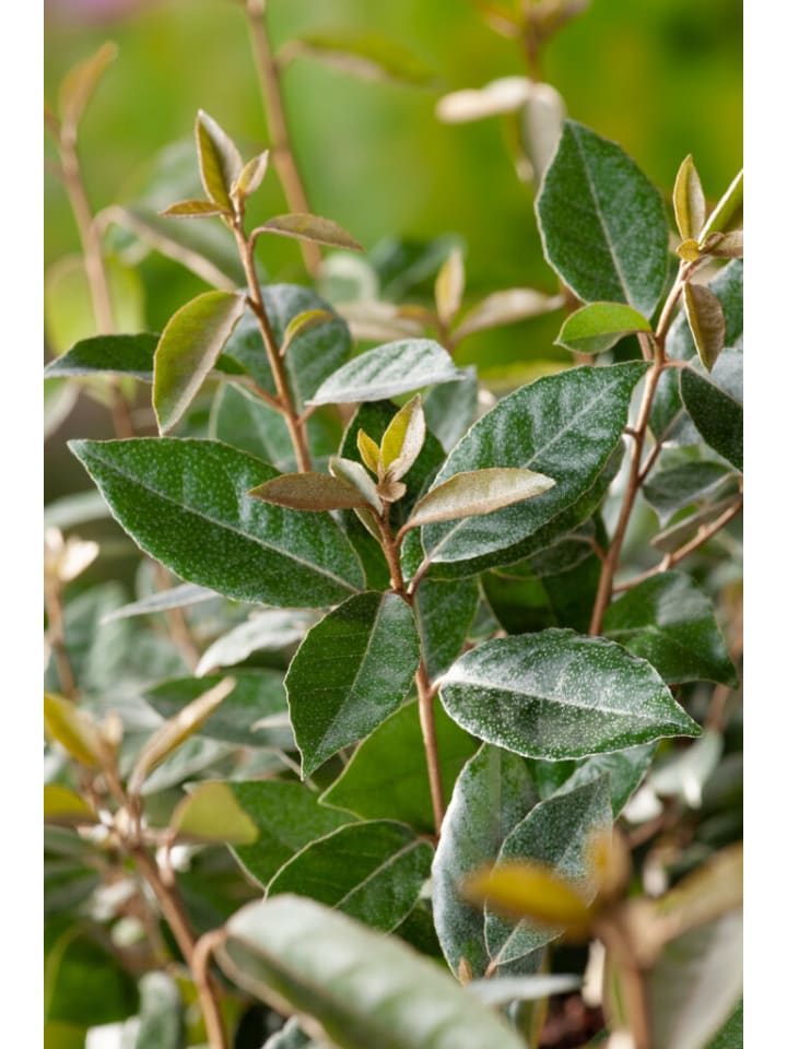 OH2 3er-Set: Elaeagnus ebbingei in Grün günstig kaufen onesize