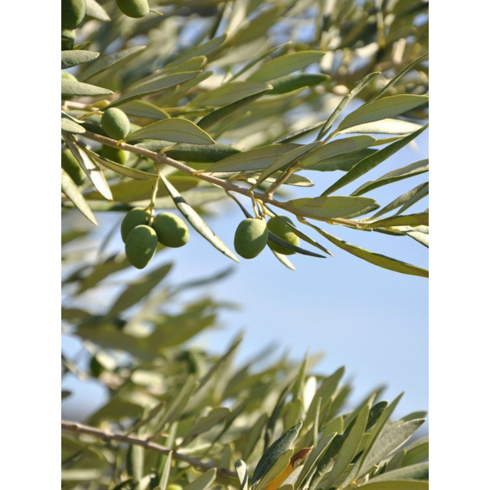 skindivision Squalane d'olive pure à 100% huile multi-usages