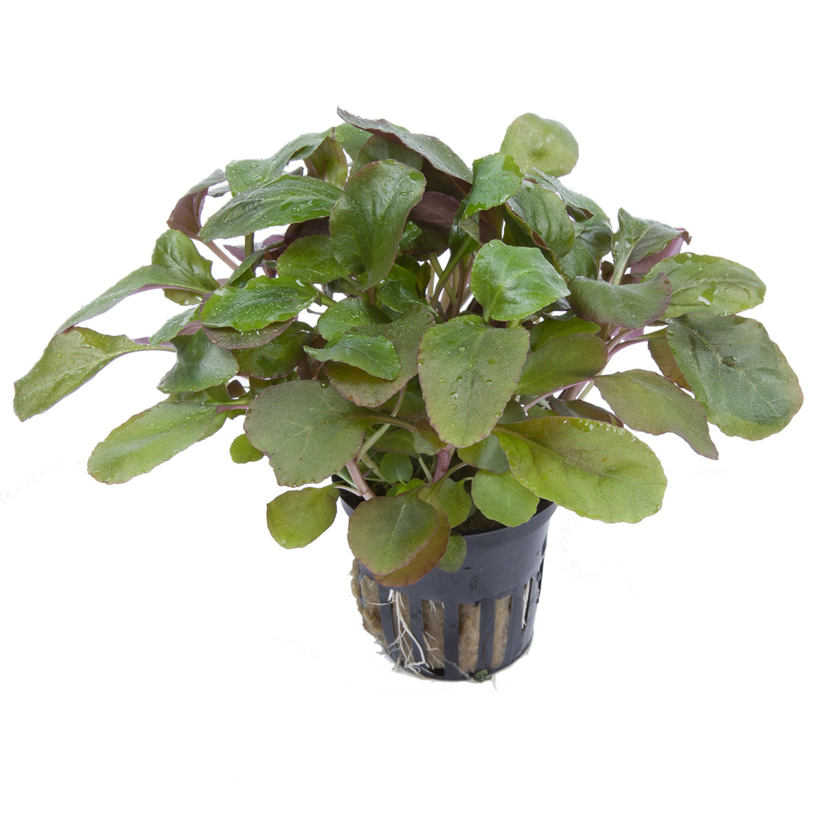 Tropica Aquariumpflanze Lobelia cardinalis kaufen