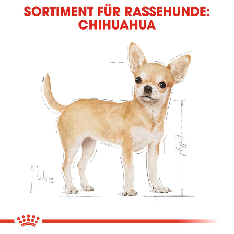 ROYAL CANIN Hundenassfutter ROYAL CANIN Chihuahua Adult 12x85g