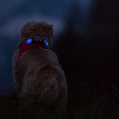 Curli luumi LED 2 Stück