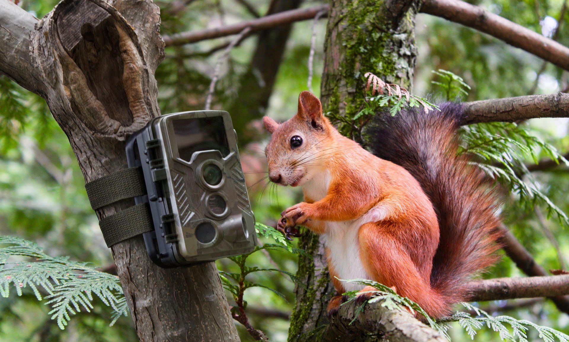 Technaxx Nature Wild Cam TX-69 Überwachungskamera (Außenbereich, Innenbereich, 1-tlg)