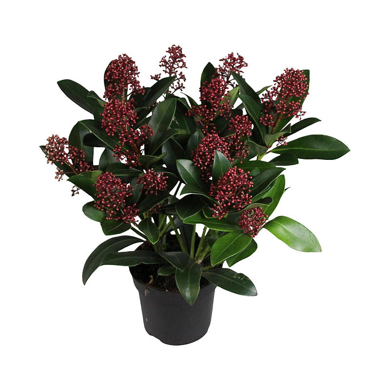 Skimmia P13