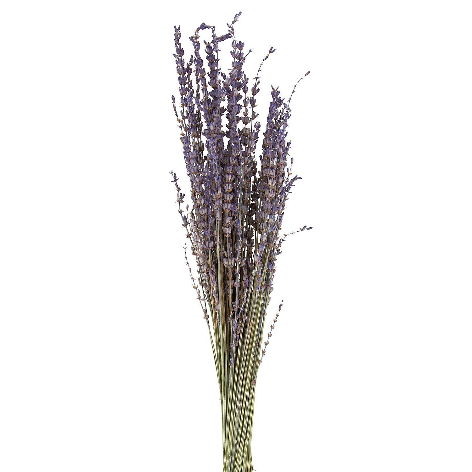 Echter Lavendel, natur