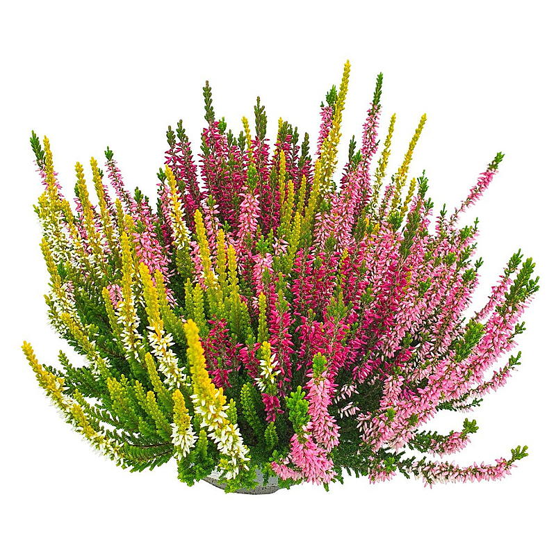 Calluna trefarget i skål