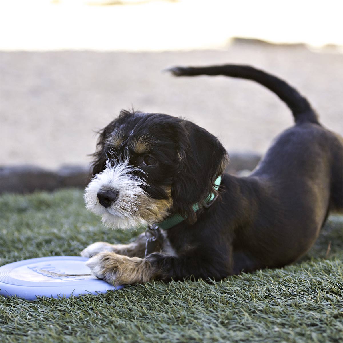 KONG Puppy Flyer Frisbee S günstig kaufen bei ZooRoyal