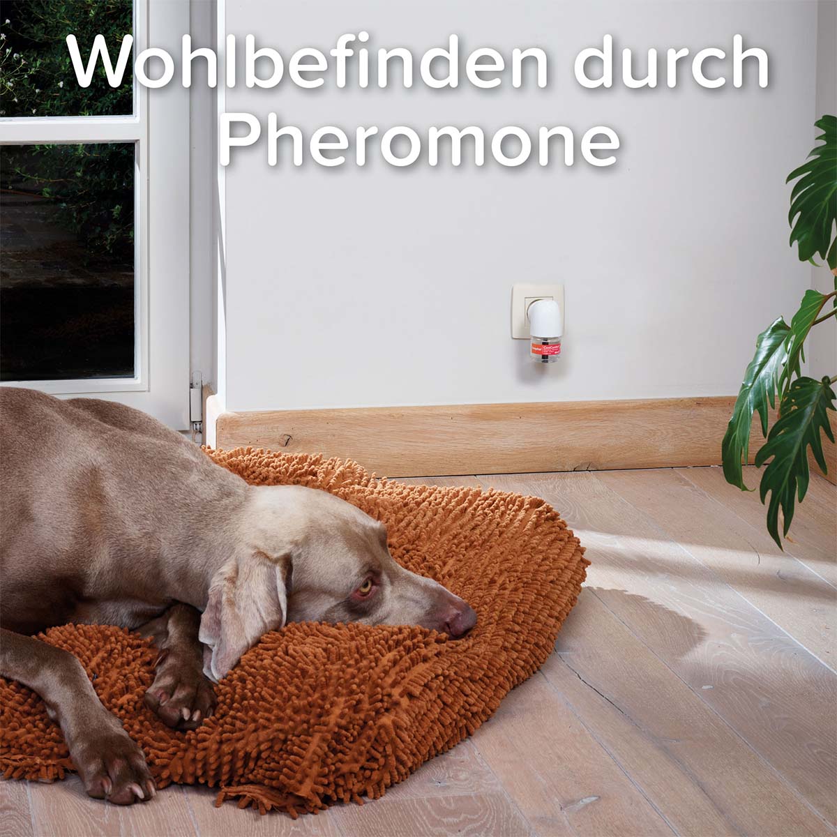 beaphar CaniComfort Starter-Kit für Hunde kaufen bei ZooRoyal
