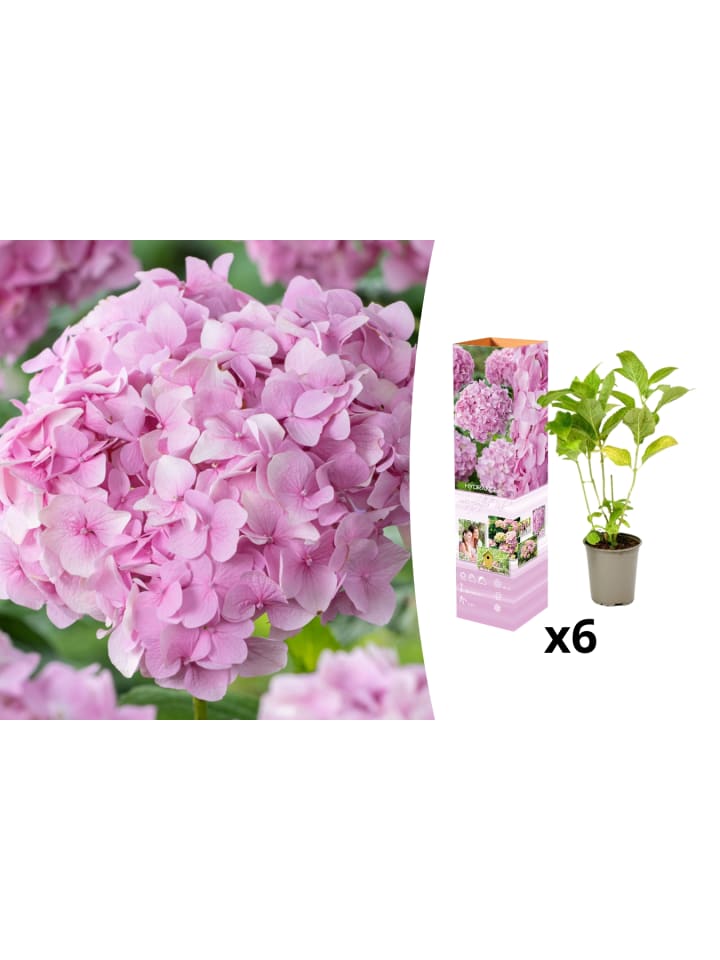 OH2 6-er: Set Hortensie (Hydrangea macrophylla) in Rosa günstig kaufen onesize