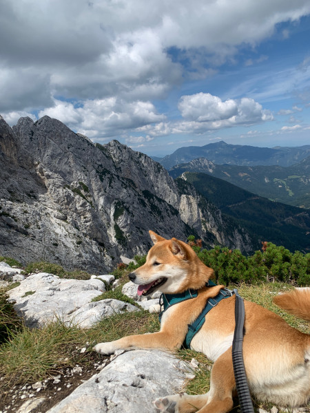 Ruffwear - Roamer Leash - Hundeleine
