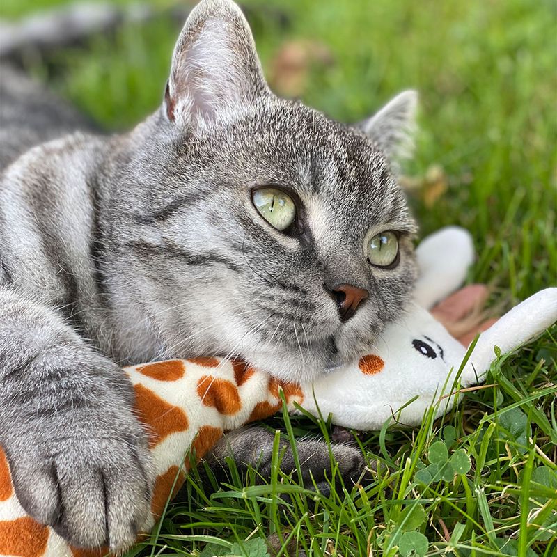 Aumüller Katzenspielkissen Giraffe Gina zu TOP-Preisen | bitiba %