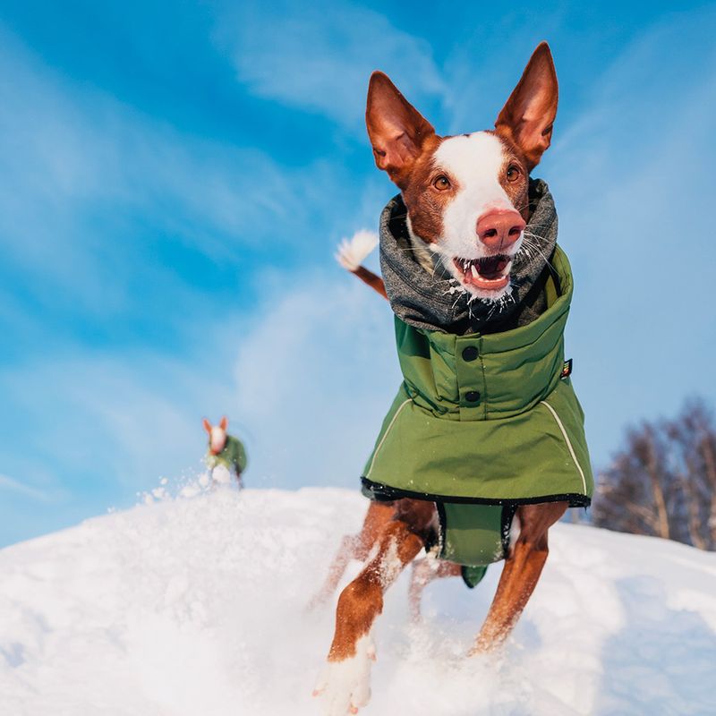 Rukka Warmup Hundemantel, oliv zu TOP-Preisen