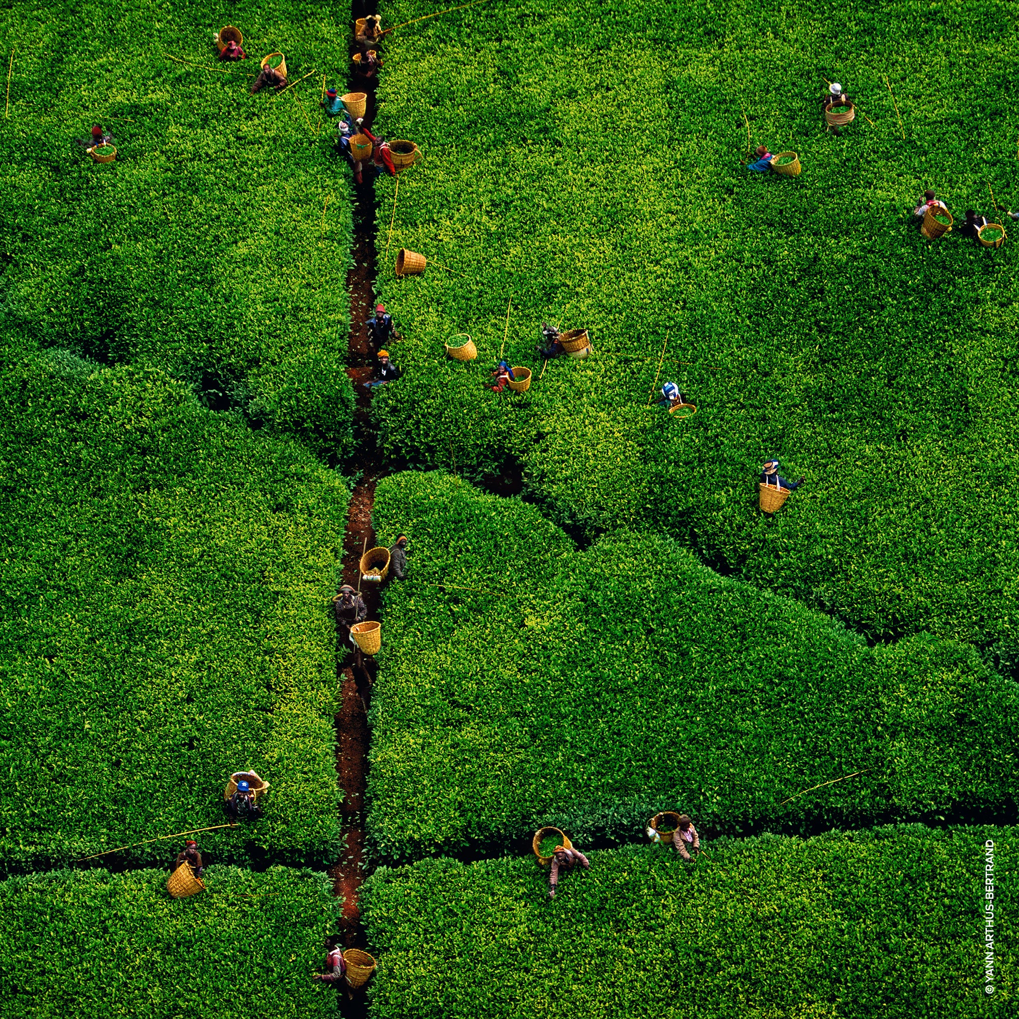Aqua Allegoria Nerolia Vetiver Harvest - Eau de Toilette