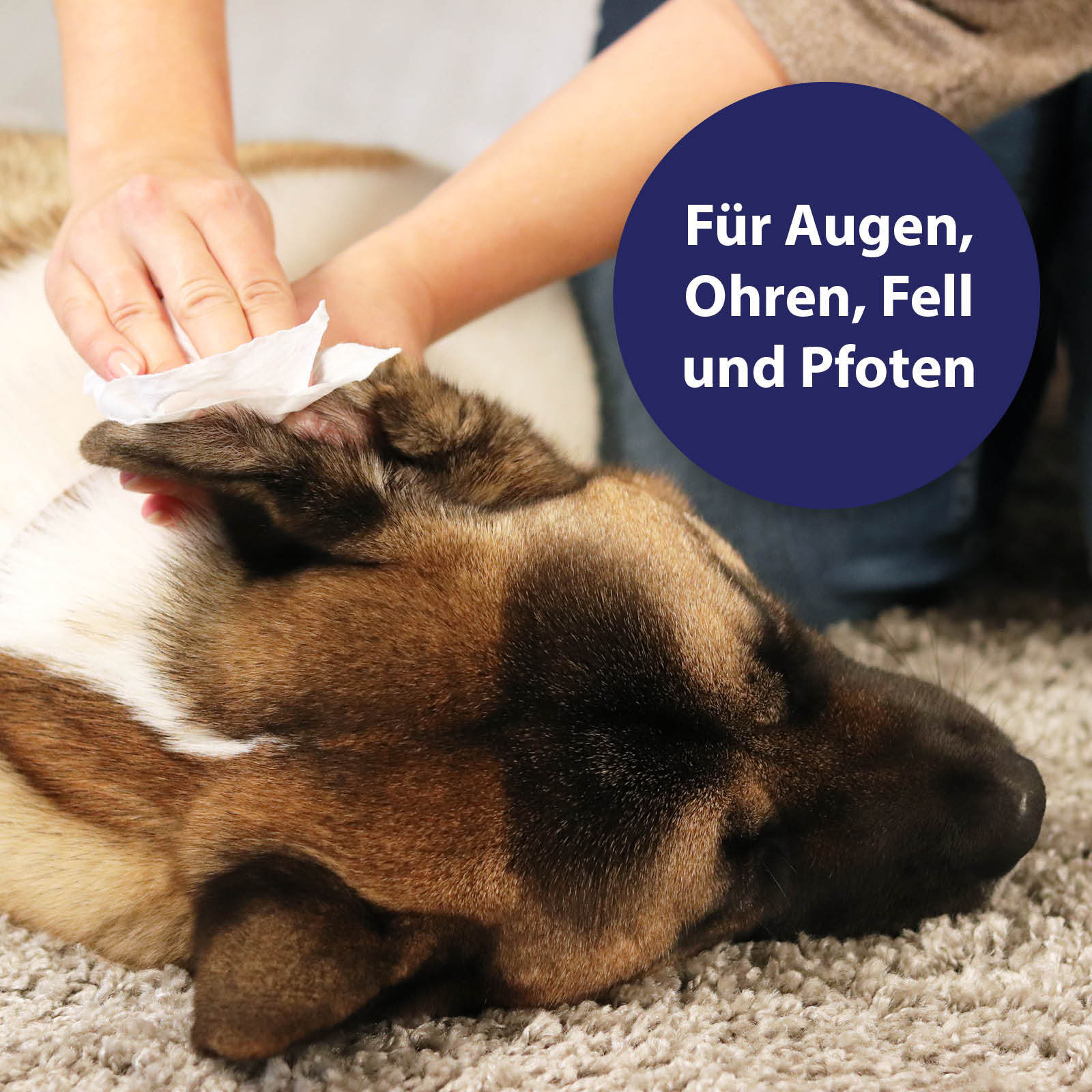 Canosept Fellpflege Canosept Universal Pflegetücher