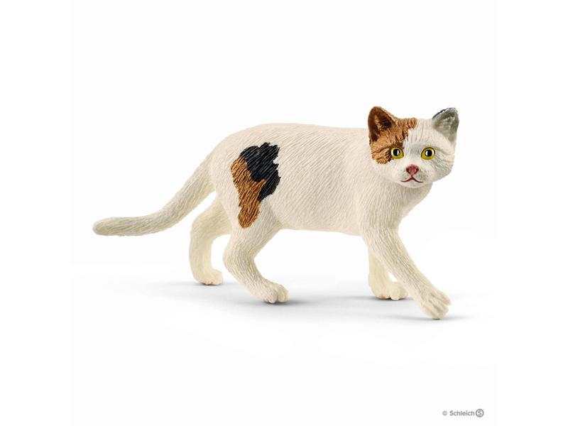 American shorthair