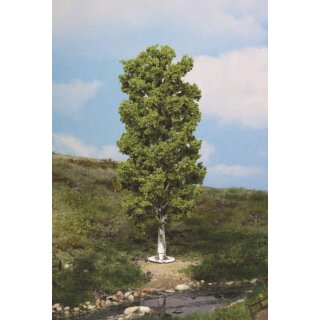 Birke 20 cm (1 Stk.)
