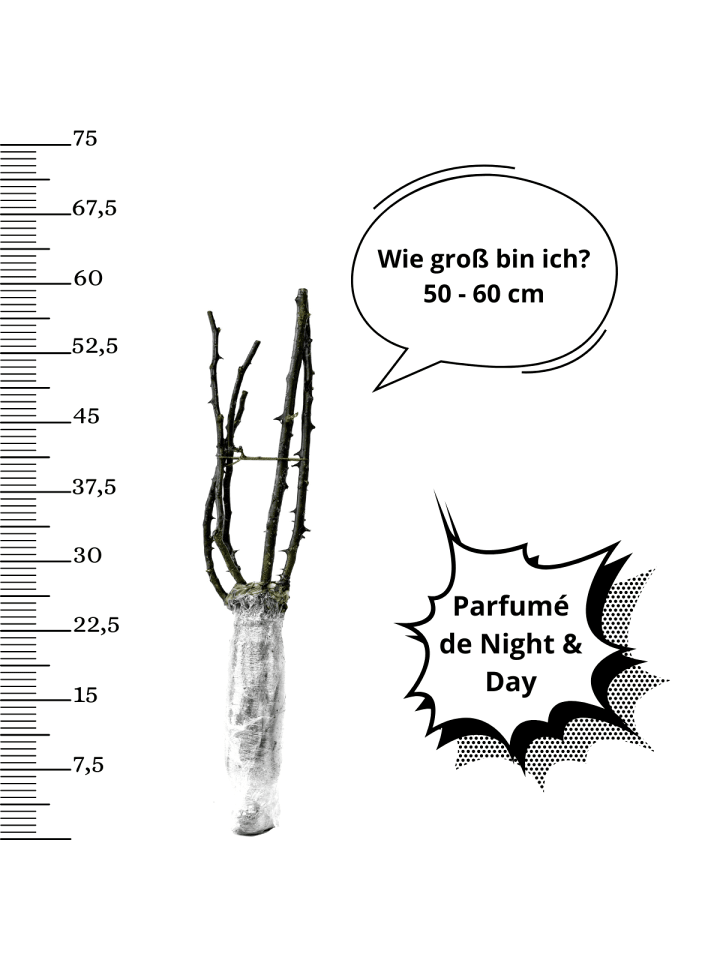 OH2 4er-Set: Großblumige Gartenrosen in Gelb/ Rot günstig kaufen onesize
